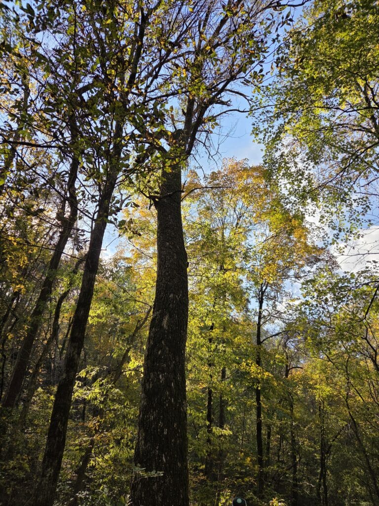 champion tree blue ash